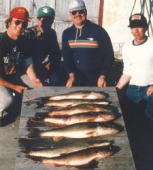 walleyes.jpg (14670 bytes)